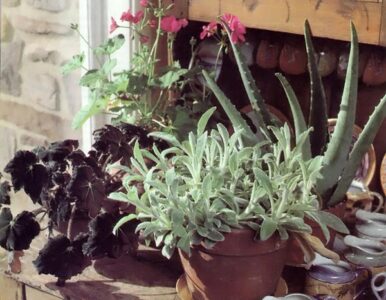 Growing Plants Indoors Image